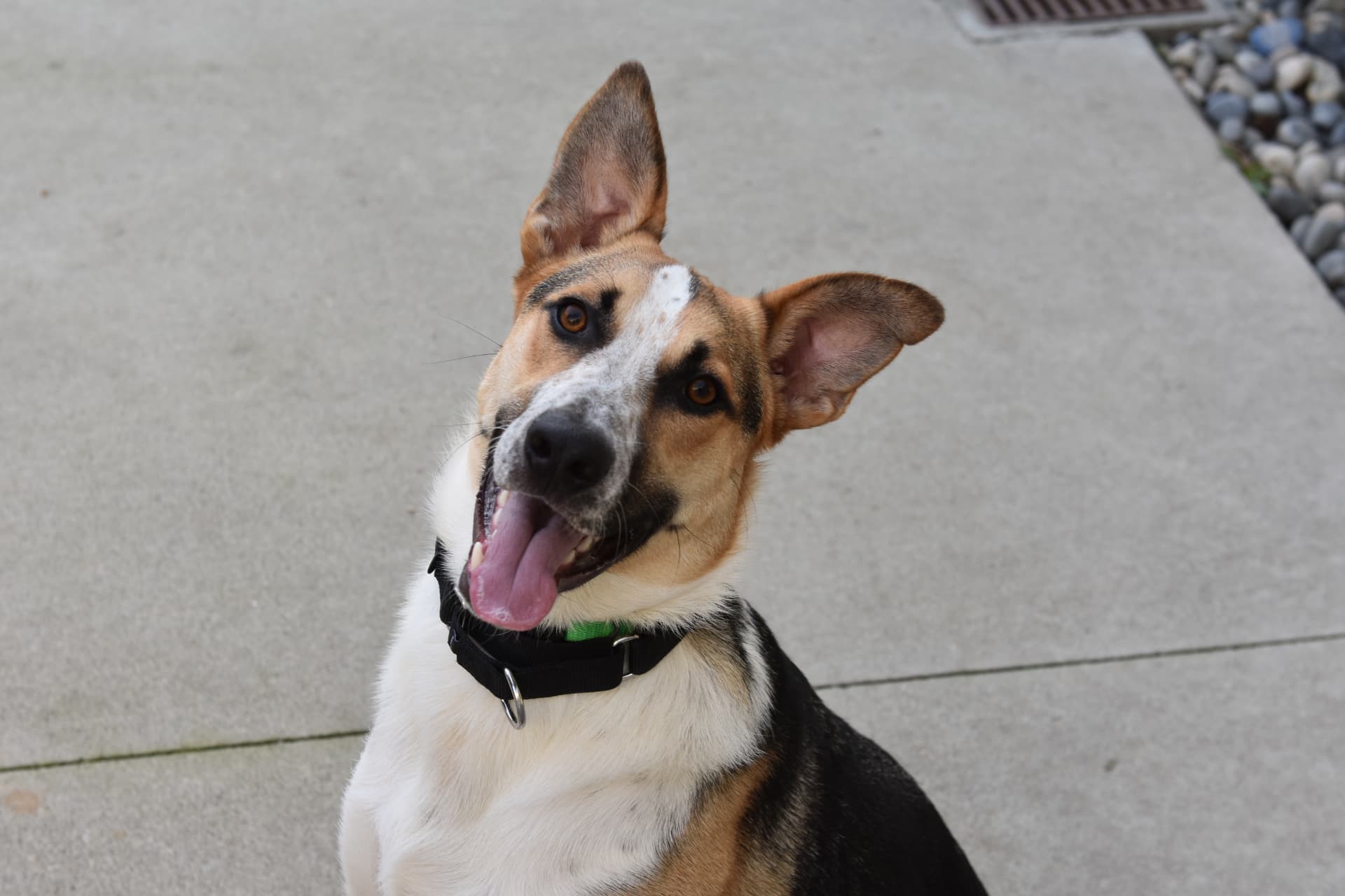 Black and tan shepherd mix with a cocked head and open smiling mouth, sitting on a sunlit patio